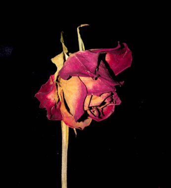 Siyah Arkaplanda Kurumuş Çiçek Yaprakları