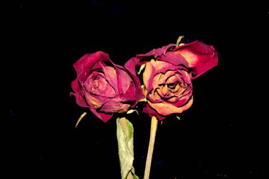 Siyah Arkaplanda Kurumuş Çiçek Yaprakları