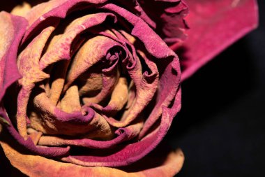 Siyah Arkaplanda Kurumuş Çiçek Yaprakları