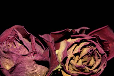 Siyah Arkaplanda Kurumuş Çiçek Yaprakları