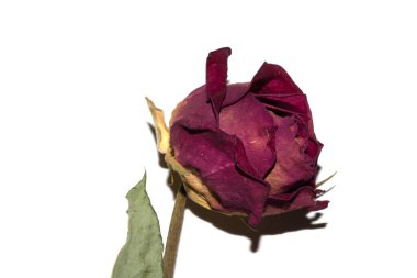 Beyaz arka planda kurumuş ölü bir çiçeğe yaklaş.