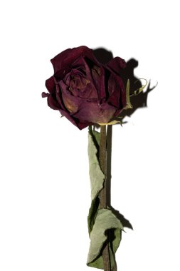 Beyaz arka planda kurumuş ölü bir çiçeğe yaklaş.