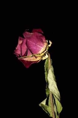 Siyah Arkaplanda Kurumuş Çiçek Yaprakları