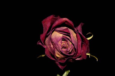 Siyah Arkaplanda Kurumuş Çiçek Yaprakları