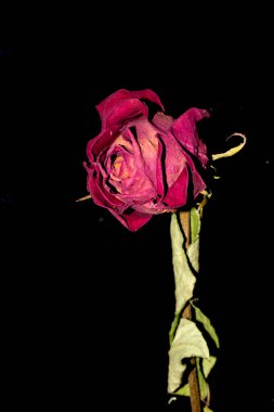 Siyah Arkaplanda Kurumuş Çiçek Yaprakları