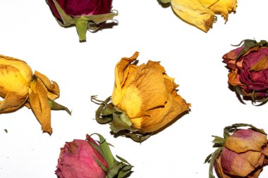 Kurumuş Sarı ve Kırmızı Gül Yapraklarını Beyaz Arkaplanda Kapatın