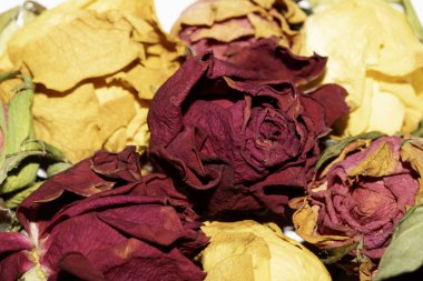 Kurumuş Sarı ve Kırmızı Gül Yapraklarını Beyaz Arkaplanda Kapatın