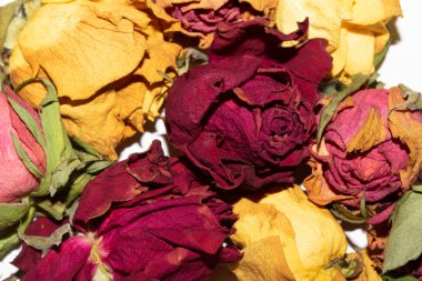 Kurumuş Sarı ve Kırmızı Gül Yapraklarını Beyaz Arkaplanda Kapatın