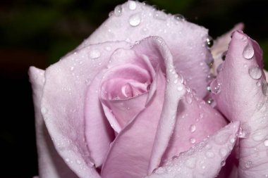 Güzel Mavi Ay Gül Çiçeği Yağmur damlacıkları pembe taç yaprakları