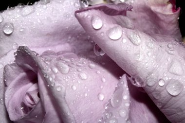 Güzel Mavi Ay Gül Çiçeği Yağmur damlacıkları pembe taç yaprakları