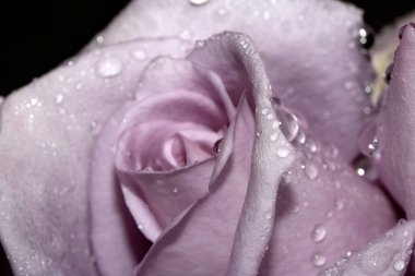 Güzel Mavi Ay Gül Çiçeği Yağmur damlacıkları pembe taç yaprakları