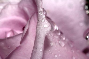 Güzel Mavi Ay Gül Çiçeği Yağmur damlacıkları pembe taç yaprakları