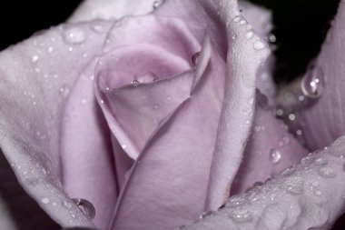 Güzel Mavi Ay Gül Çiçeği Yağmur damlacıkları pembe taç yaprakları