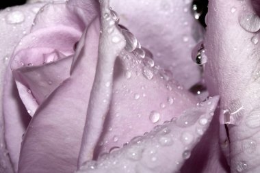 Güzel Mavi Ay Gül Çiçeği Yağmur damlacıkları pembe taç yaprakları