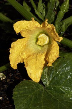 Bahçede büyüyen parlak sarı sebze çiçekli kabak iliği bitkisi.