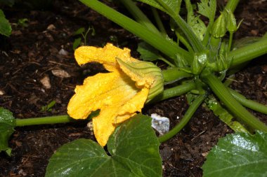 Bahçede büyüyen parlak sarı sebze çiçekli kabak iliği bitkisi.
