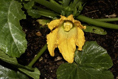 Bahçede büyüyen parlak sarı sebze çiçekli kabak iliği bitkisi.