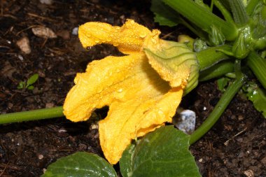 Bahçede büyüyen parlak sarı sebze çiçekli kabak iliği bitkisi.