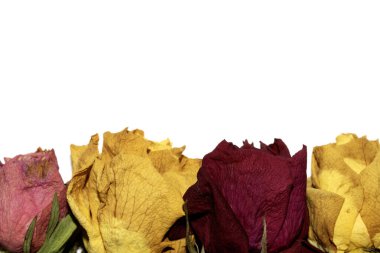 Kurumuş Sarı ve Kırmızı Gül Yapraklarını Beyaz Arkaplanda Kapatın