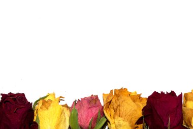 Kurumuş Sarı ve Kırmızı Gül Yapraklarını Beyaz Arkaplanda Kapatın