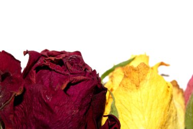 Kurumuş Sarı ve Kırmızı Gül Yapraklarını Beyaz Arkaplanda Kapatın