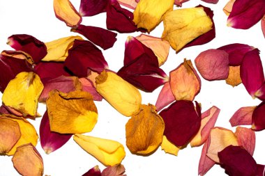 Beyaz arka planda kurumuş güzel gül yaprakları.