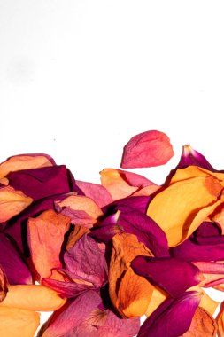 Beyaz arka planda kurumuş güzel gül yaprakları.