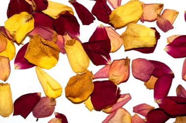 Beyaz arka planda kurumuş güzel gül yaprakları.