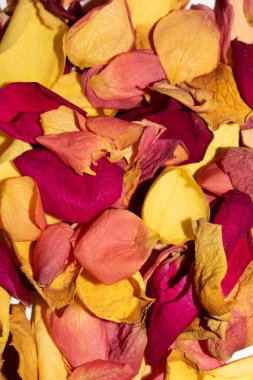 Beyaz arka planda kurumuş güzel gül yaprakları.