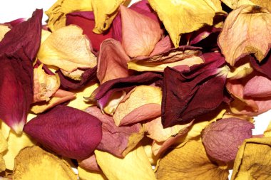 Beyaz arka planda kurumuş güzel gül yaprakları.