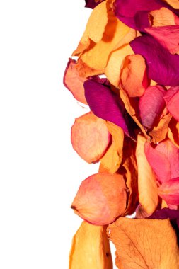 Beyaz arka planda kurumuş güzel gül yaprakları.