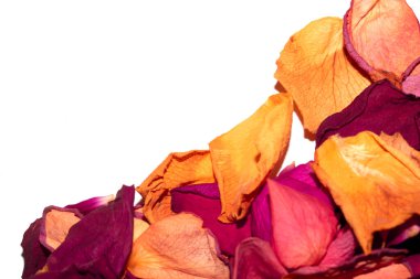 Beyaz arka planda kurumuş güzel gül yaprakları.