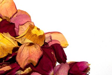Beyaz arka planda kurumuş güzel gül yaprakları.