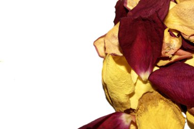 Beyaz arka planda kurumuş güzel gül yaprakları.