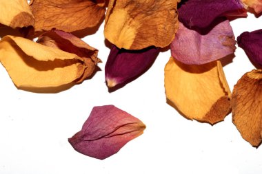 Beyaz arka planda kurumuş güzel gül yaprakları.