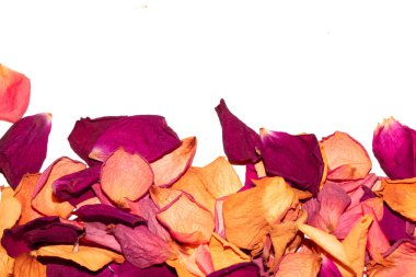 Beyaz arka planda kurumuş güzel gül yaprakları.