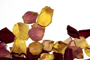 Beyaz arka planda kurumuş güzel gül yaprakları.