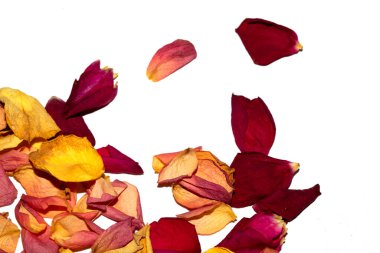 Beyaz arka planda kurumuş güzel gül yaprakları.