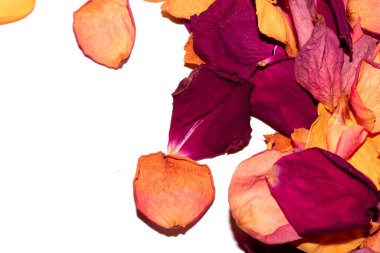 Beyaz arka planda kurumuş güzel gül yaprakları.