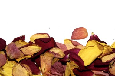 Beyaz arka planda kurumuş güzel gül yaprakları.