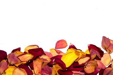 Beyaz arka planda kurumuş güzel gül yaprakları.