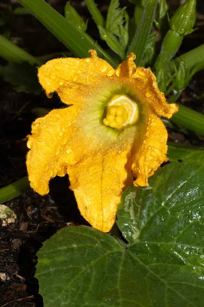 Bahçede büyüyen parlak sarı sebze çiçekli kabak iliği bitkisi.