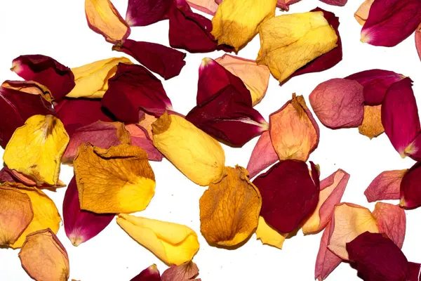 Beyaz arka planda kurumuş güzel gül yaprakları.