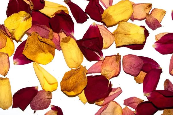 Beyaz arka planda kurumuş güzel gül yaprakları.