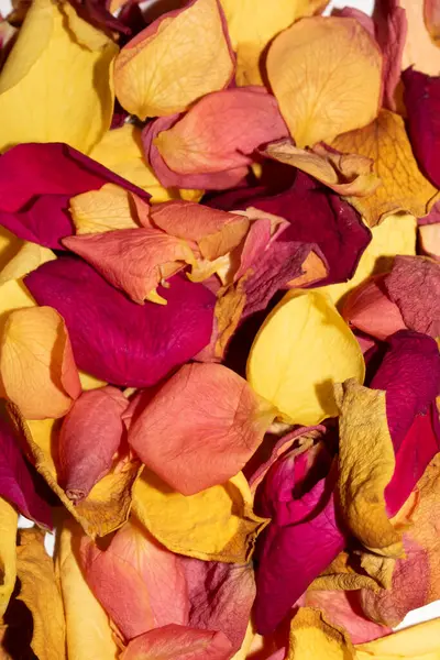 Beyaz arka planda kurumuş güzel gül yaprakları.