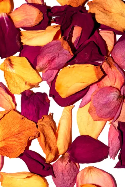 Beyaz arka planda kurumuş güzel gül yaprakları.