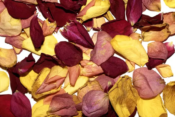 Beyaz arka planda kurumuş güzel gül yaprakları.