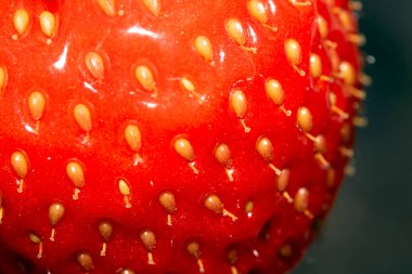 Tohumları kırmızı deride gösteren taze yetişmiş bir çileğe yakından bak.