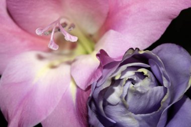 Çiçeğin kapanışı, arka plan için tüm fotoğrafı çekiyor.