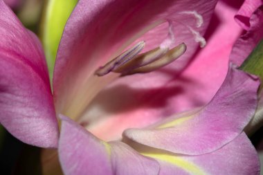 Çiçeğin kapanışı, arka plan için tüm fotoğrafı çekiyor.